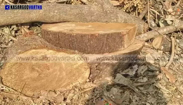 11 Teak Trees Smuggled from Railway Land in Uppala