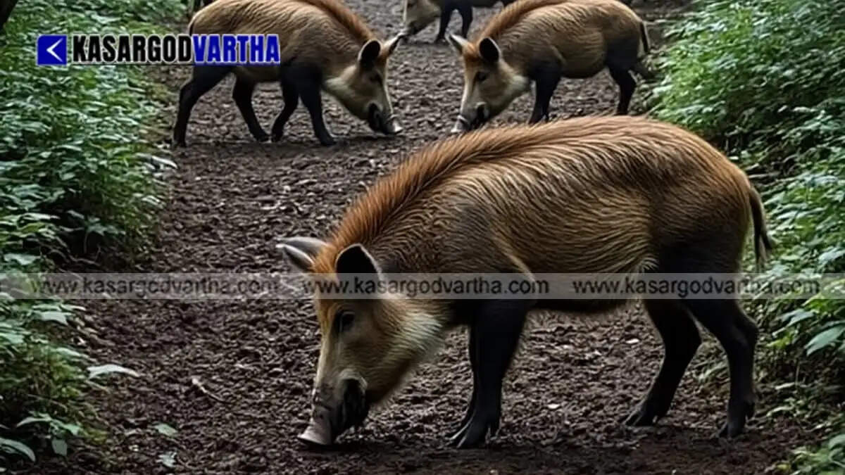 Image Representing Seven wild boars found dead in Vithura; locals suspect viral infection or poisoning