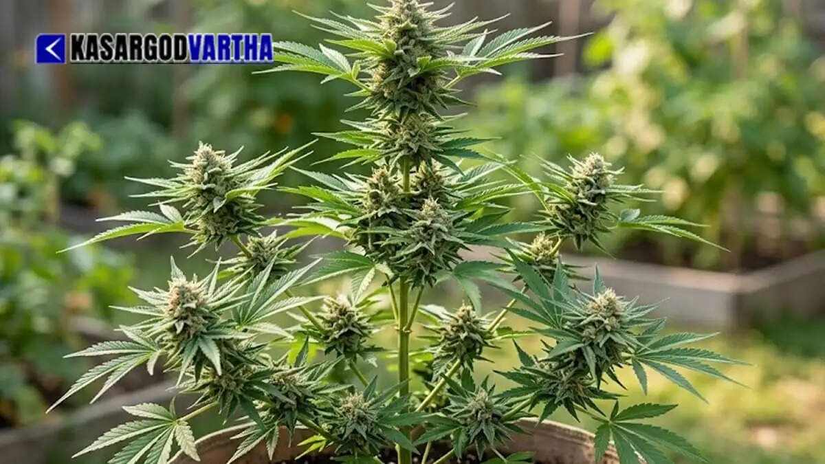 Image Representing Marijuana plant found on school premises in Bambrana; Excise registers case