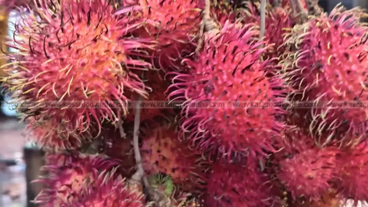 Rambutan fruits fallen on the ground after heavy rain.