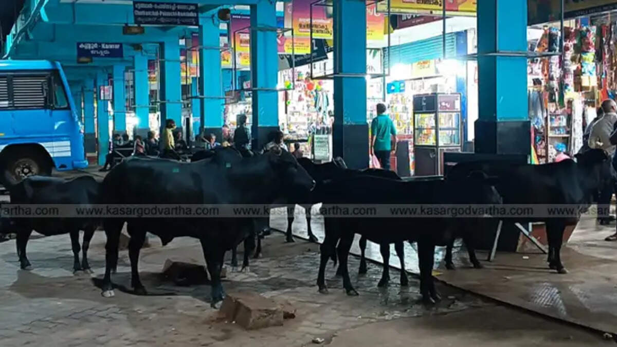 Stray animals causing public distress and health risks in Kasaragod city