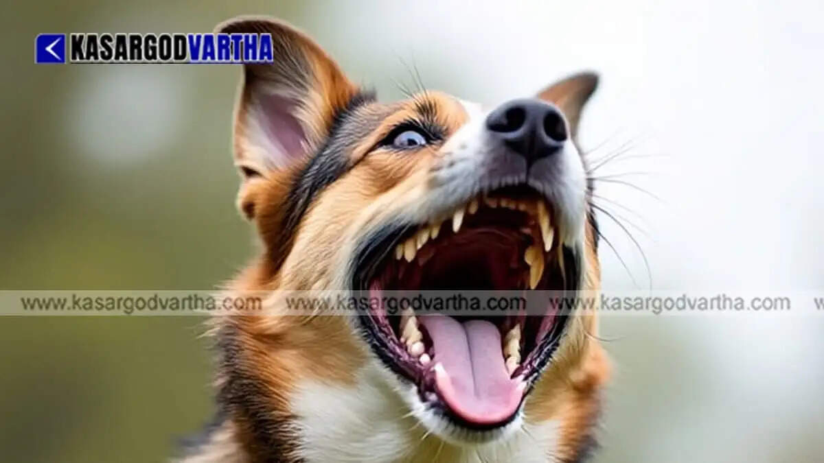 Image Representing Teacher on census duty bitten by pet dog in Trikaripur; admitted to medical college hospital