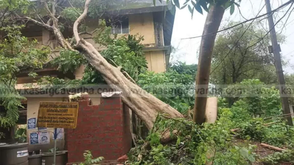 A large fallen tree resting on the roof of the Kasaragod Collectorate building,