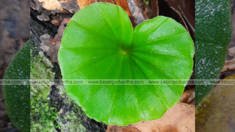 Children observing and learning about the rare Oorilathamar plant at Idayilekkad Kav in Kasaragod.