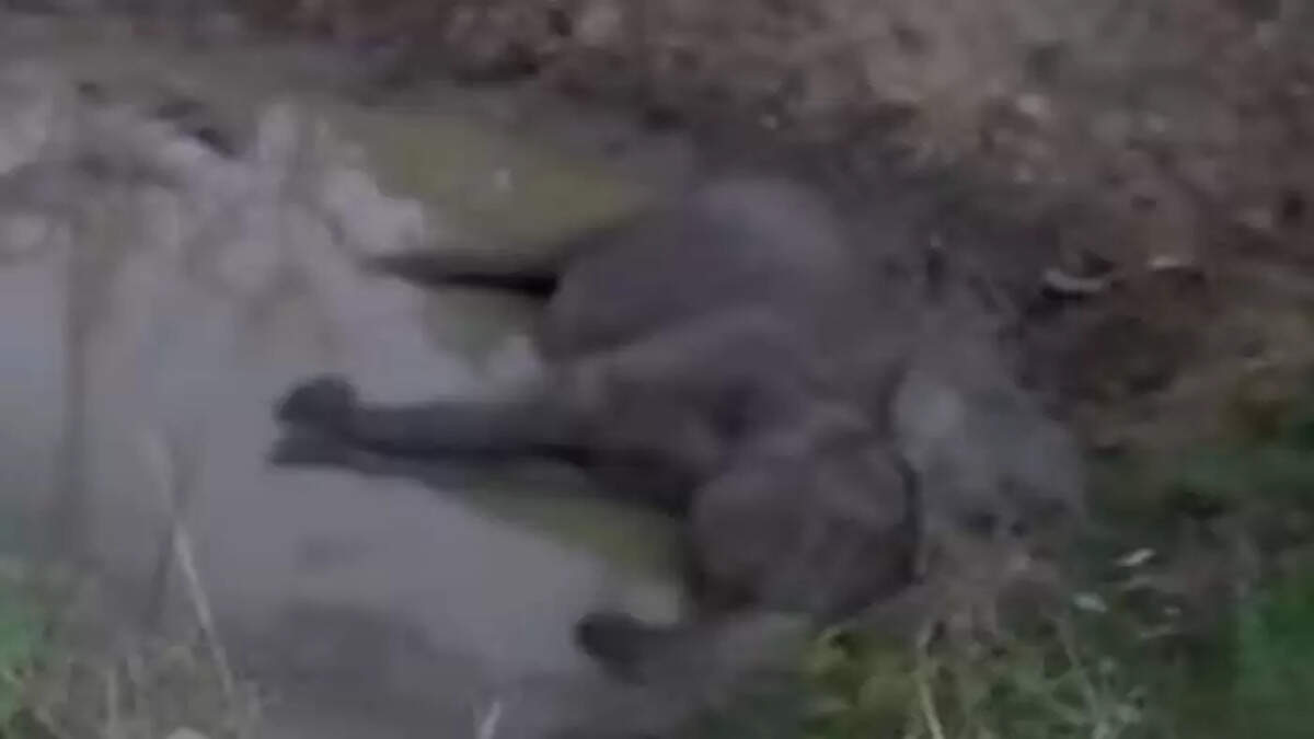 Palakkad: Wild elephant died after being hit by train,&nbsp;Palakkad News, Wild Elephant