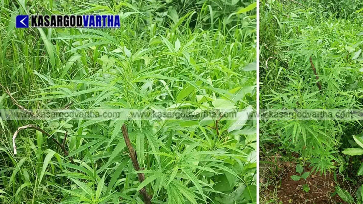 Cannabis plants seized near migrant workers' quarters in Periya; Bekal Police launch extensive probe.