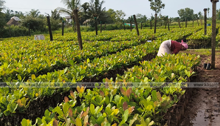 Dwarf cashew trees with drip irrigation at PCK Kasaragod