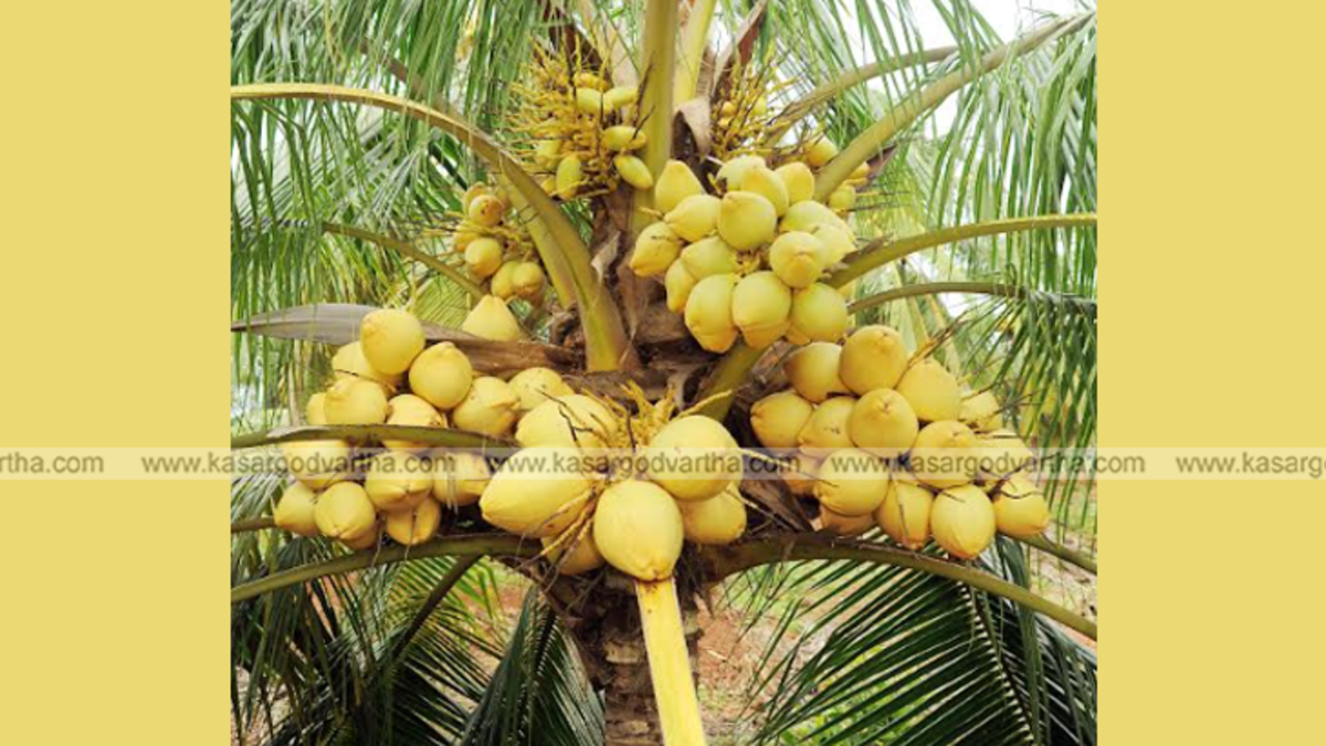 High-yielding coconut trees developed by CPCRI with heavy bunch of coconuts.