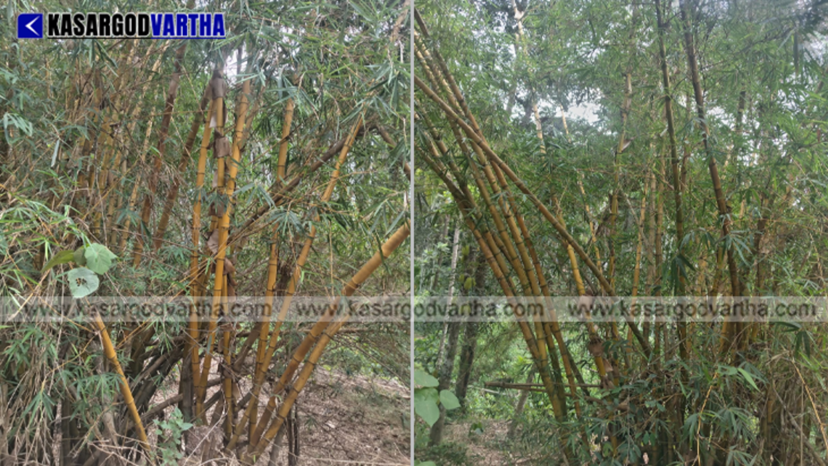 A symbolic view of the bamboo forests that flourish on the riverbanks of Kasaragod district and the natural coastal protection they provide.&nbsp;