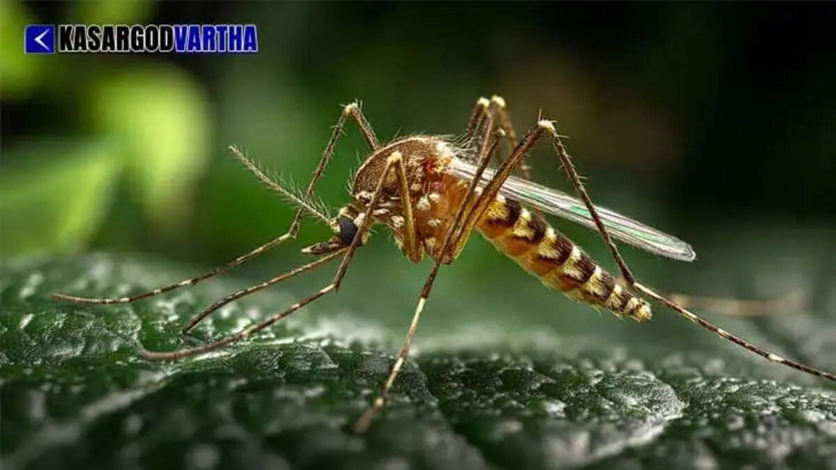 Image Representing West Nile Fever confirmed in Alappuzha; 65-year-old woman under treatment