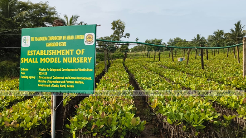 Dwarf cashew trees with drip irrigation at PCK Kasaragod