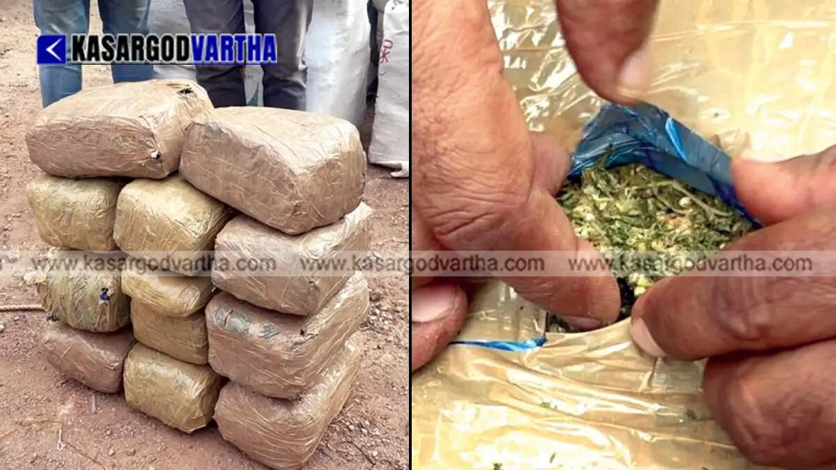 Police officials with the seized packages of ganja in Mysore.
