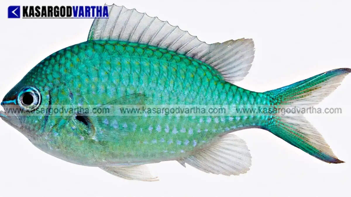  New fish species 'Chromis venata' discovered in Lakshadweep coral reefs; NBFGR researchers find Green Chromis is not a single species