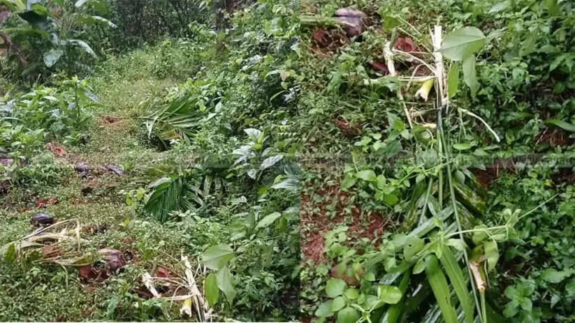 Wild Boar Attack Causes Widespread Crop Destruction in Kodom Belur