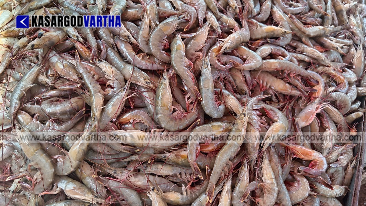 India&rsquo;s Seafood Exports Reach Record ₹73,890 Crore in 2025-26 Despite US Tariff Threats