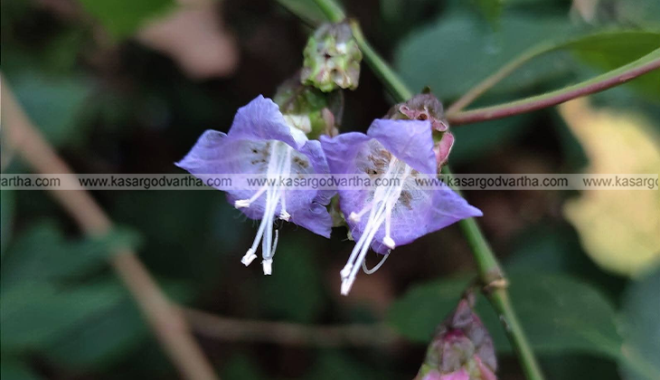 Jomy Kurinji (Strobilanthes jomyi), a rare medicinal plant from Kasaragod.