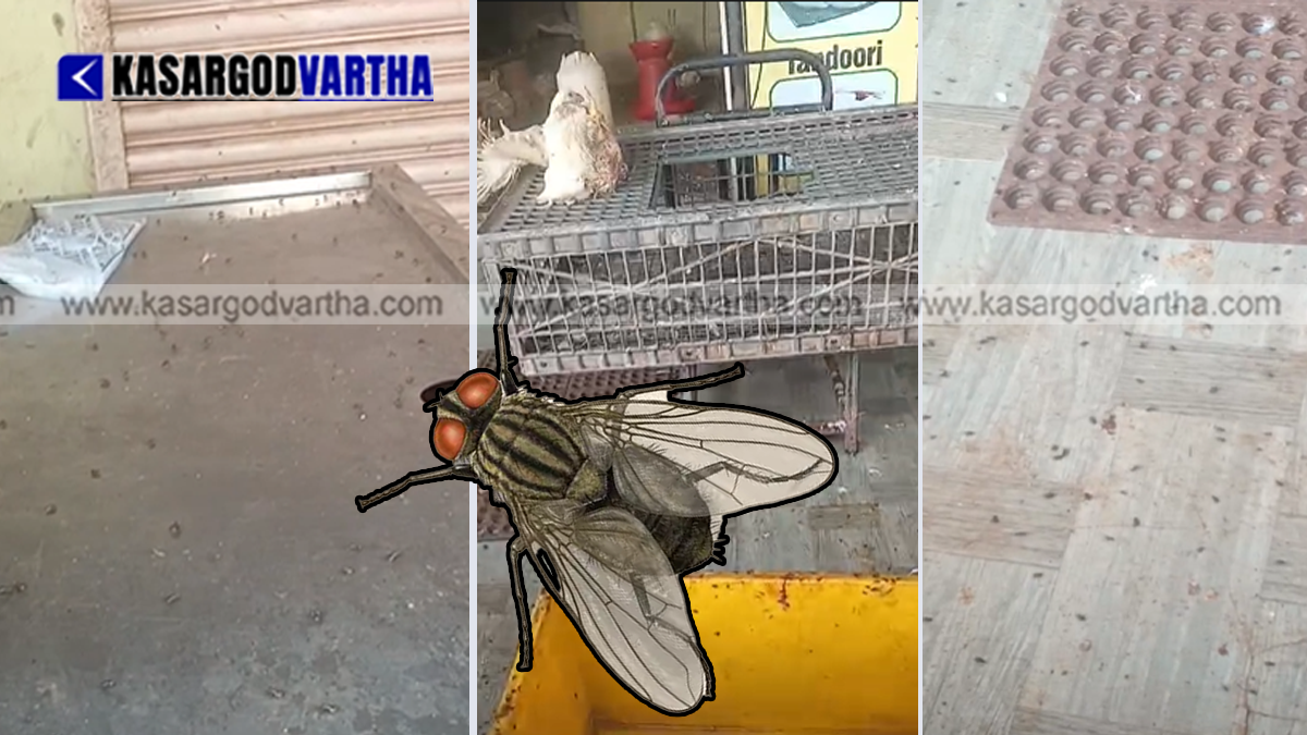 Fever Outbreak and Disease Threat in Kasaragod: Urgent Need for Insect Killers in Food Outlets