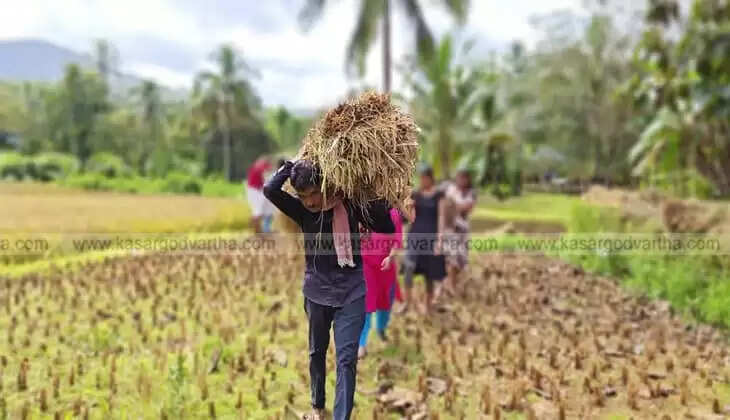 Expatriate Mohanan Nair Gets Bumper Harvest in Paddy Farming After 25 Years Abroad