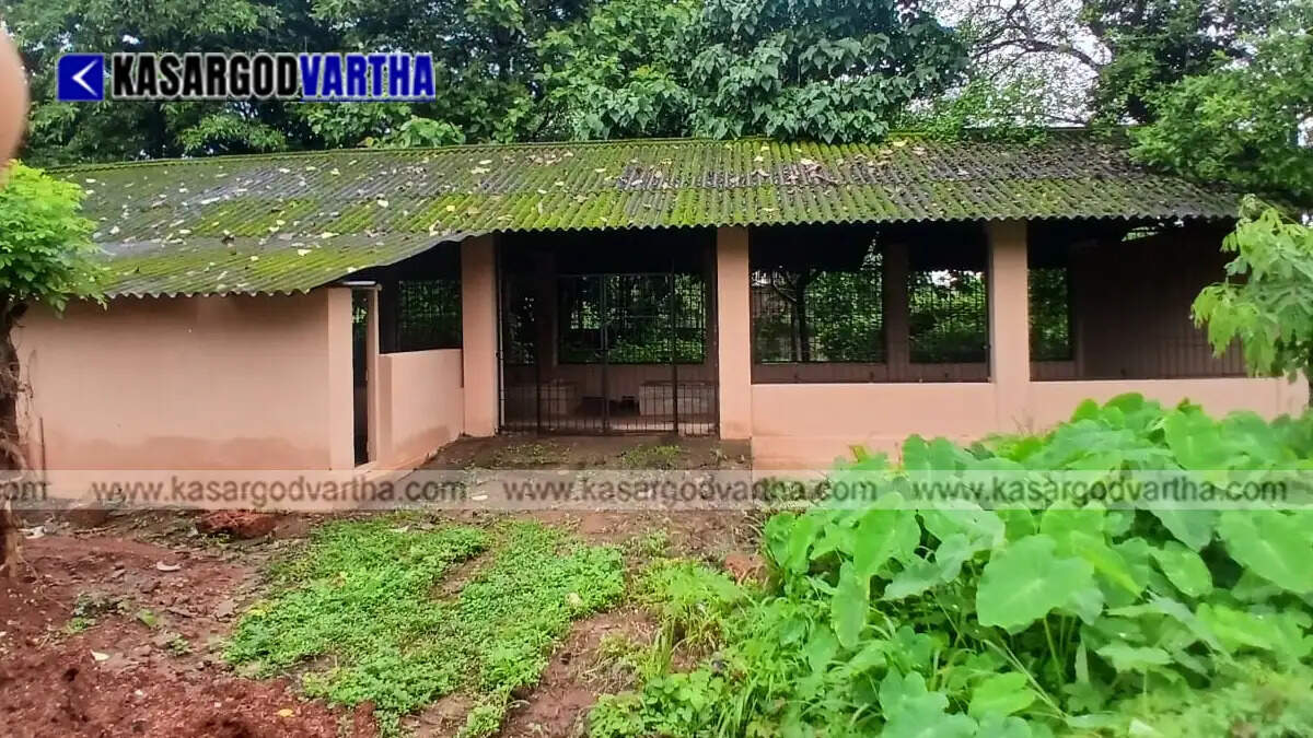 Representational image of stray cattle wandering near Kasaragod new bus stand