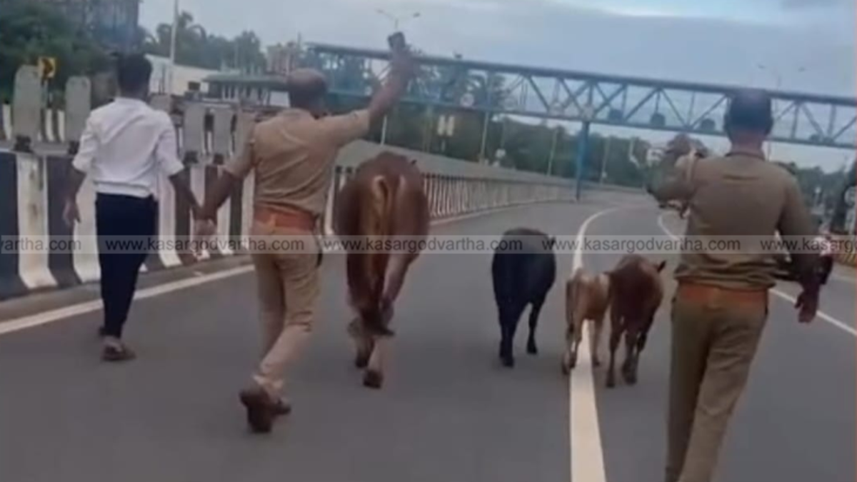Representational image of cattle stranded on a national highway.