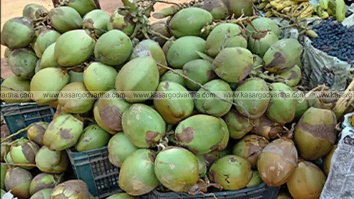  Tender coconuts stacked for sale in Kasaragod market, April 2025