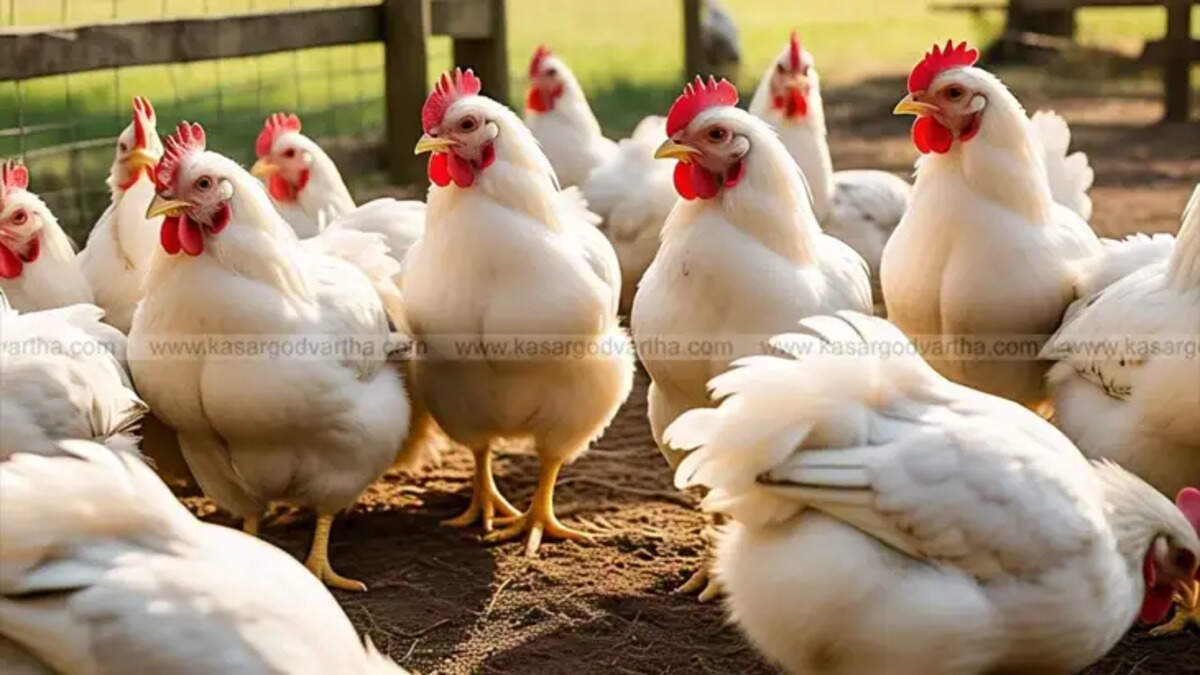 Chicken price fluctuations during Ramadan in Kerala