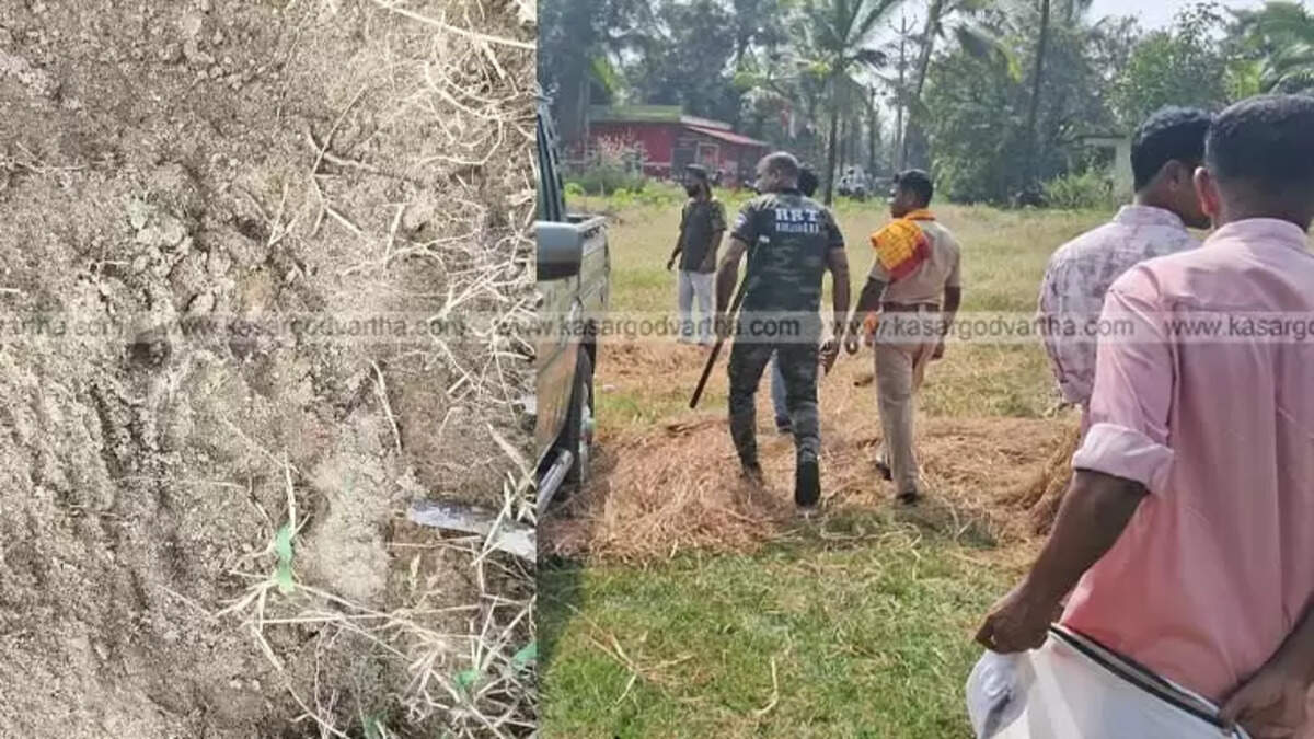 Tiger Sighting in Pilicode and Padanna