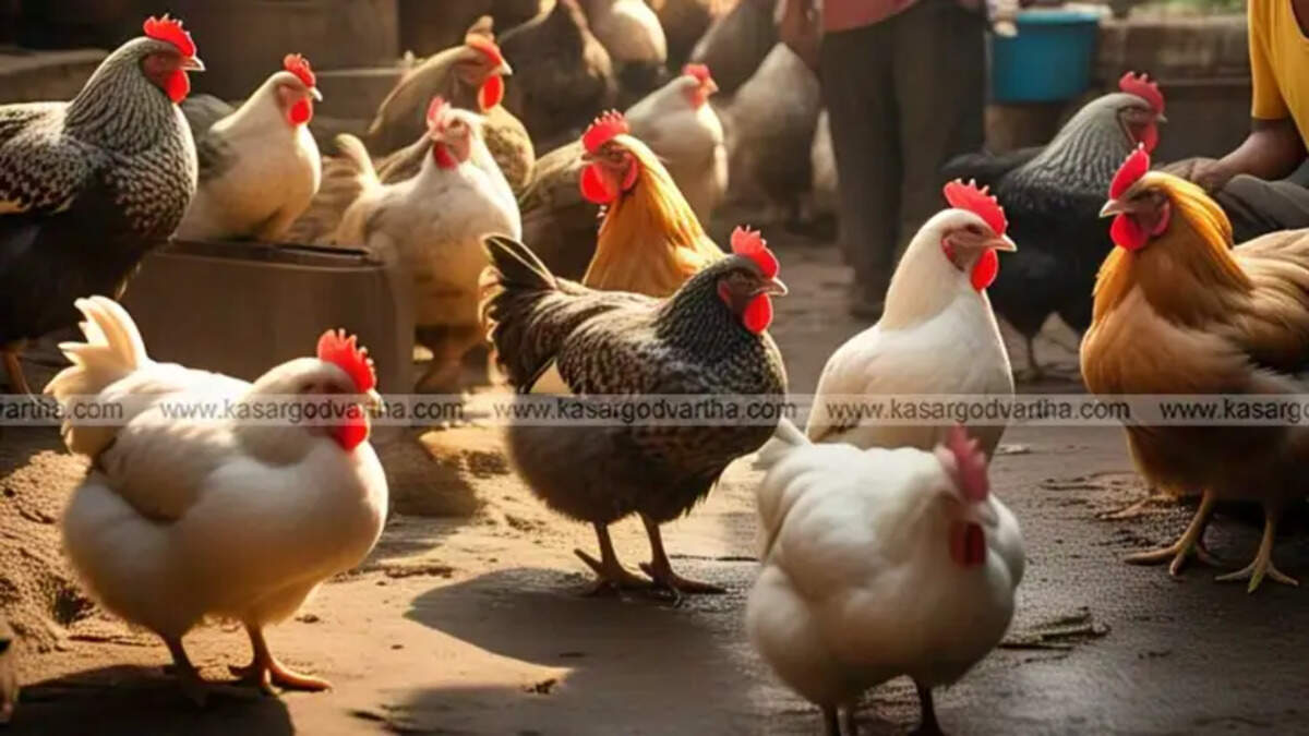 Chicken prices rise in Ramadan market, Kasaragod