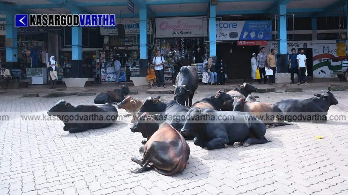 Private buses parked during the strike in Kasaragod