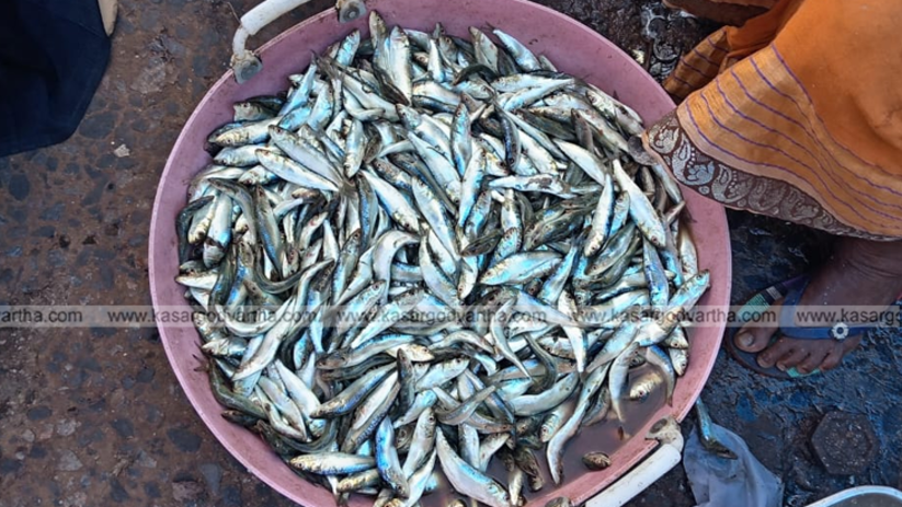 Small juvenile sardines (mathikunjungal) caught in a net