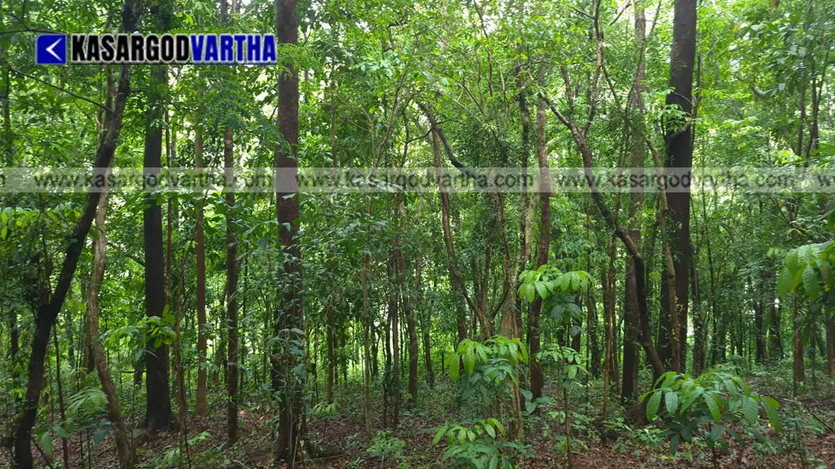  Conceptual image representing Venkataramana Bhat surrounded by the lush green forest he preserves in Kasaragod.