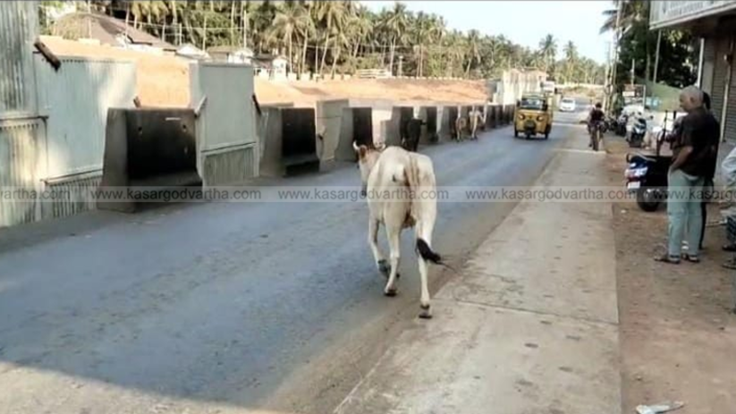 Stray cattle walking dangerously on a busy national highway, symbolizing a potential traffic hazard.