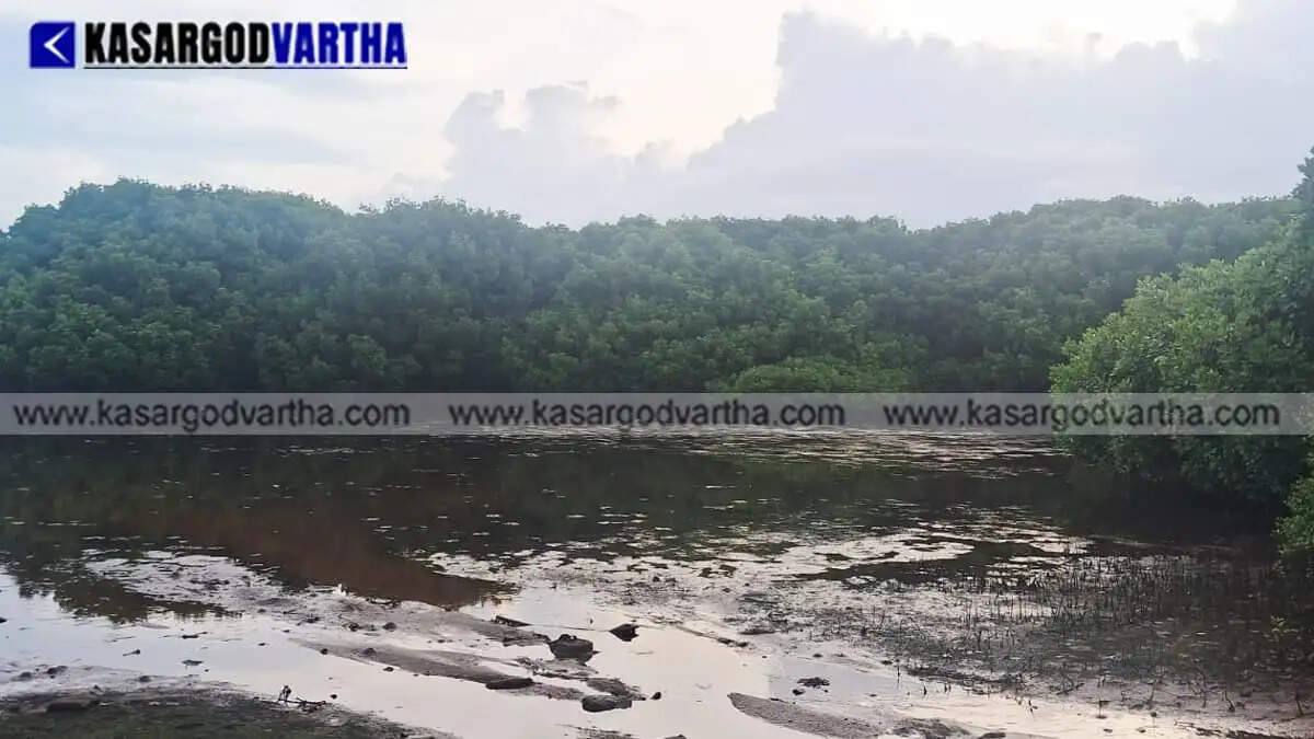 Pallam mangrove forests in Kasaragod become a rare bird sanctuary; Forest Dept strengthens protection and plans to resume eco-park project