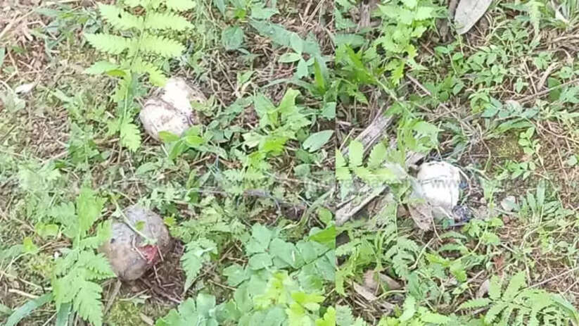 Four Country-Made Bombs Found Near LDF Candidate's House in Badiyadka Dog Accidentally Detonates One