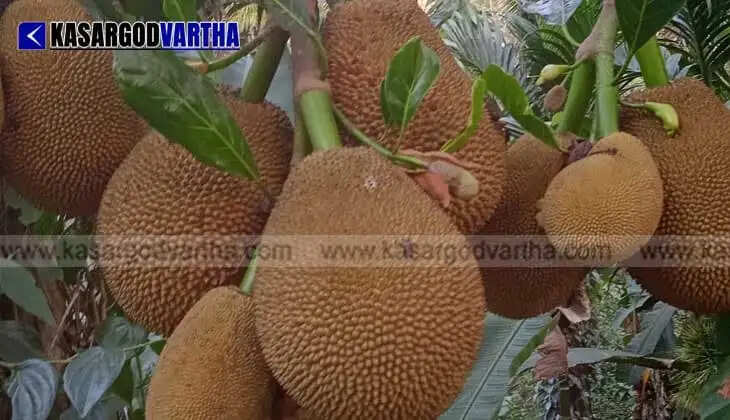 Padma Shri Sathyanarayana Beleri's collection grows with foreign paddy seeds; Global attention on Kasaragod farm