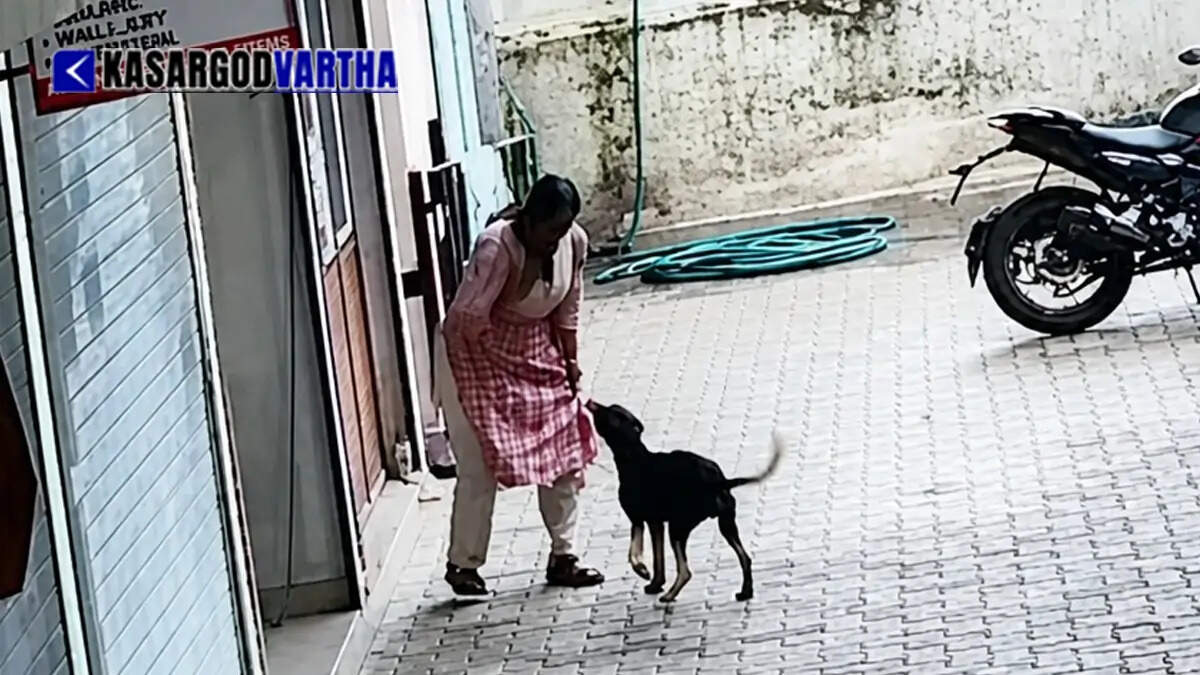 CCTV footage capture showing a stray dog attacking a woman in Bovikanam