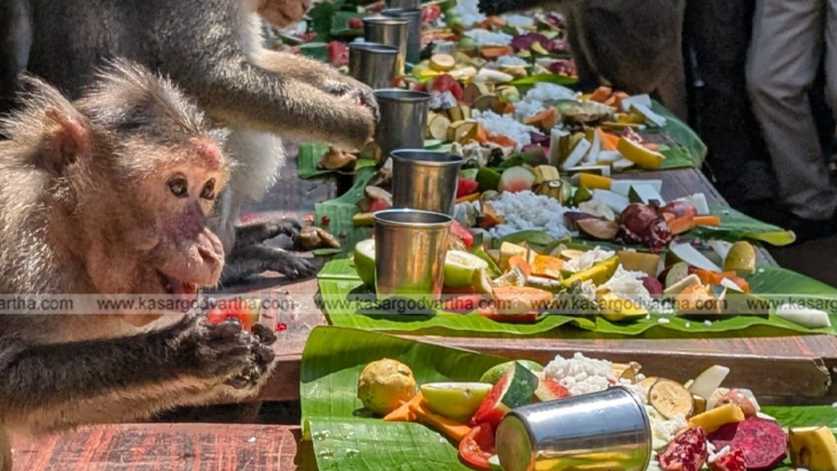 Children serving food to monkeys for Onam celebration in Trikkarippur.