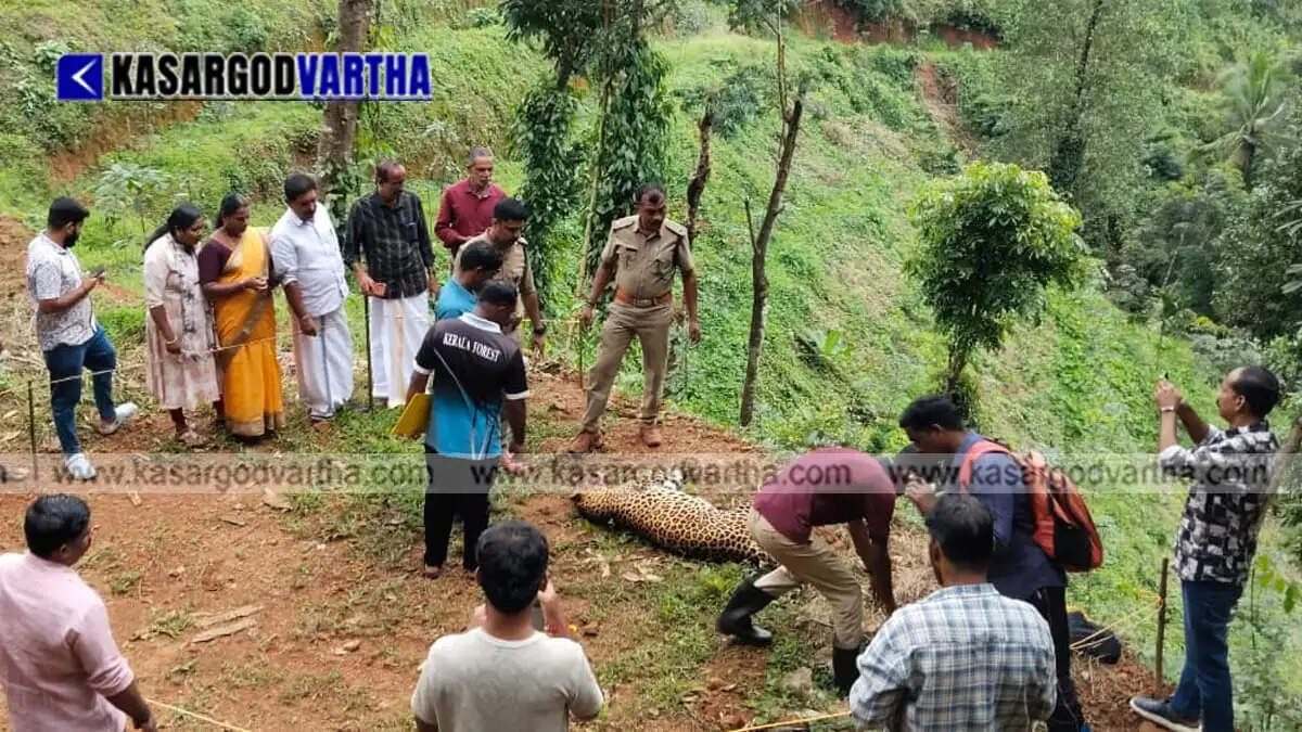 5-year-old male leopard found dead in rubber plantation in Rajapuram; post-mortem to be held