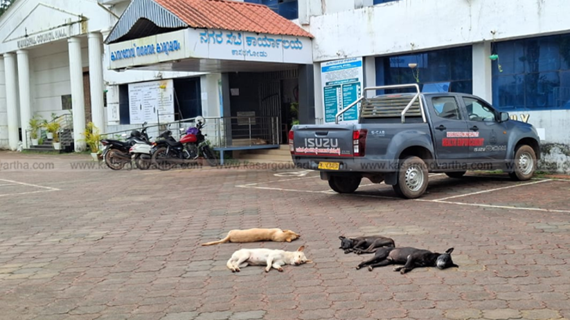Stray dogs sitting in a group in front of the Kasaragod Municipal Office.