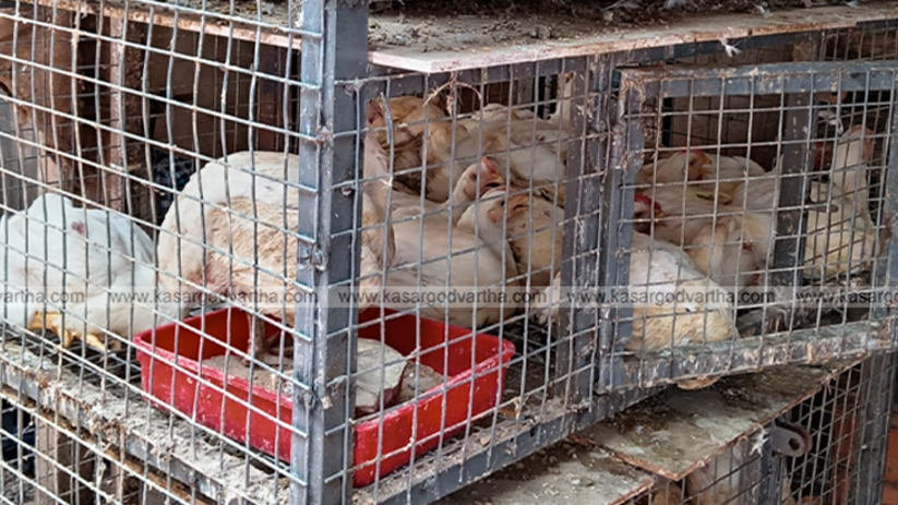 Image of chicken meat in a butcher shop