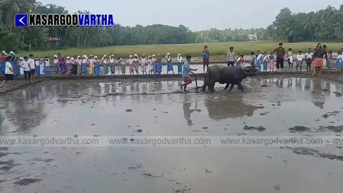 Image of students and farmers participating in a paddy sowing festival in a muddy field