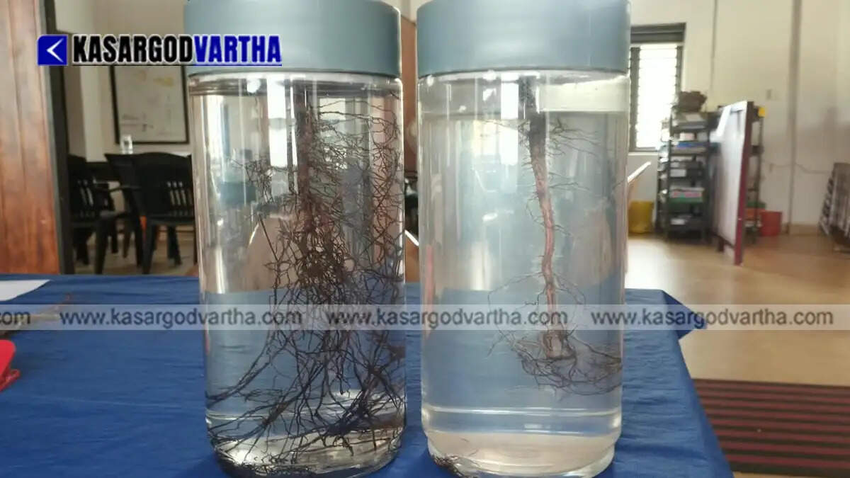 Representational image of Root Trainer Technology used for growing cashew seedlings in Kasaragod