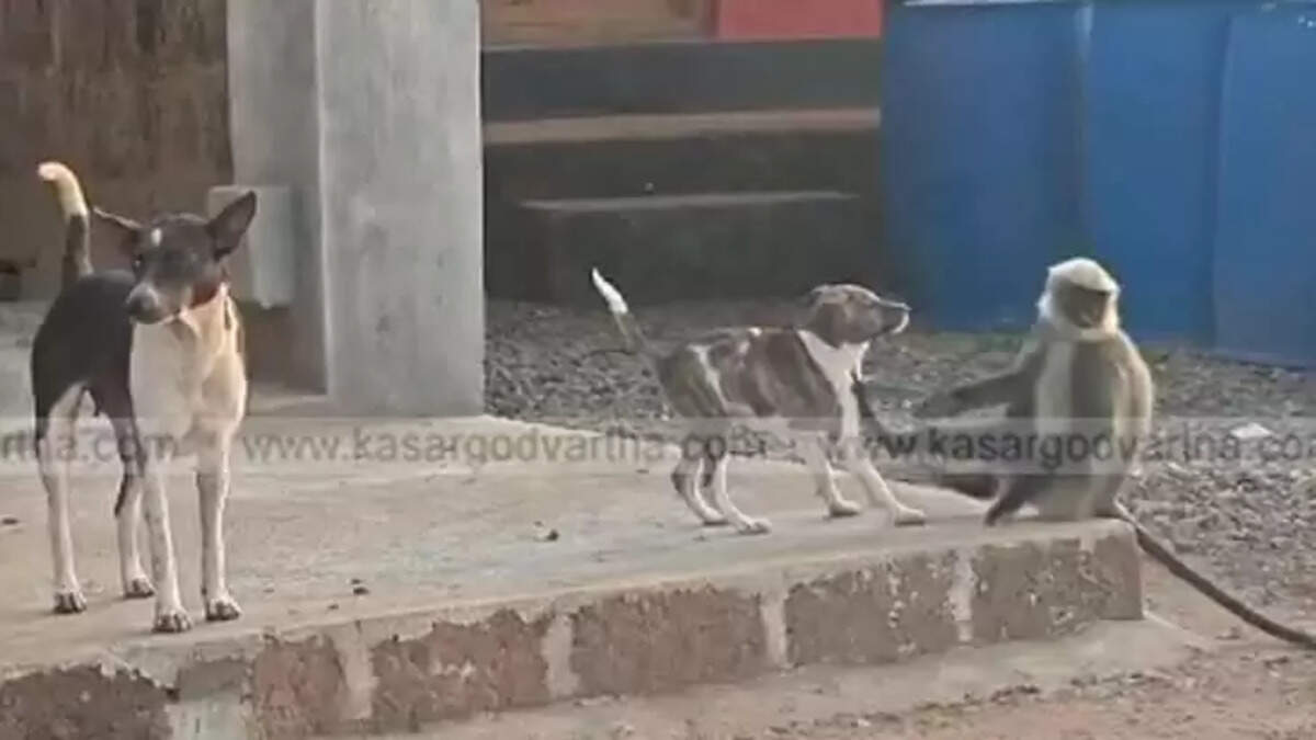 Rare Friendship Between Langur Monkey and Puppy Becomes a Curiosity in Badiyadukka, Kasaragod
