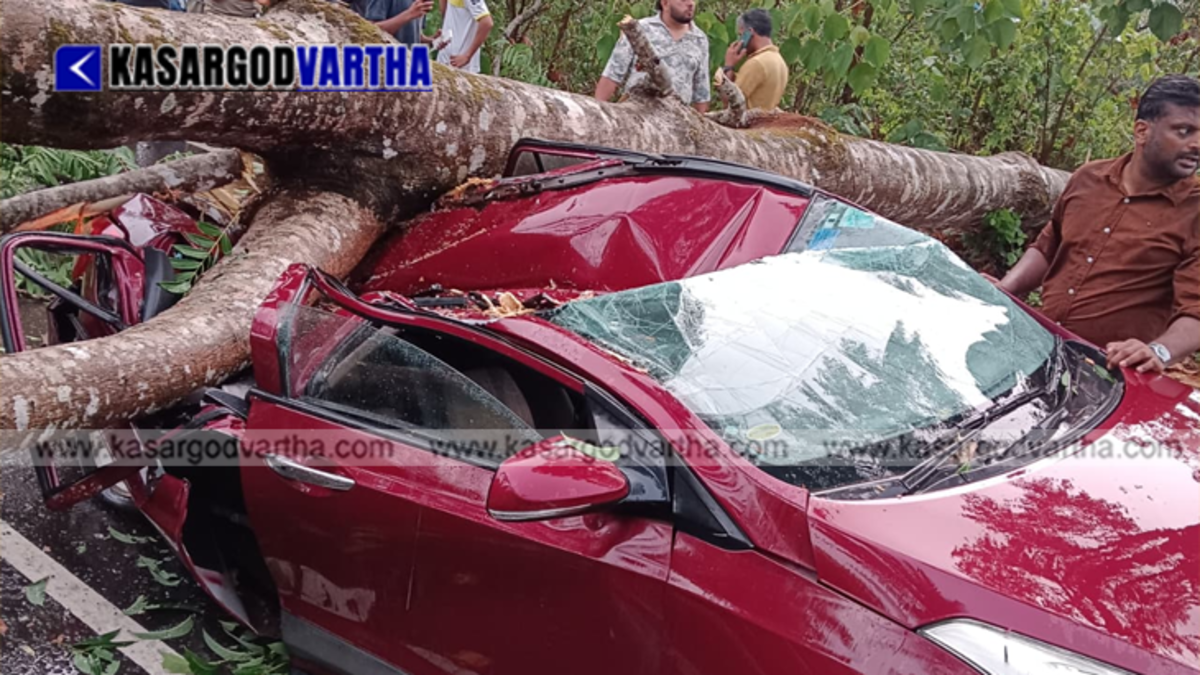 A car severely crushed by a fallen large tree in Badiyadka.