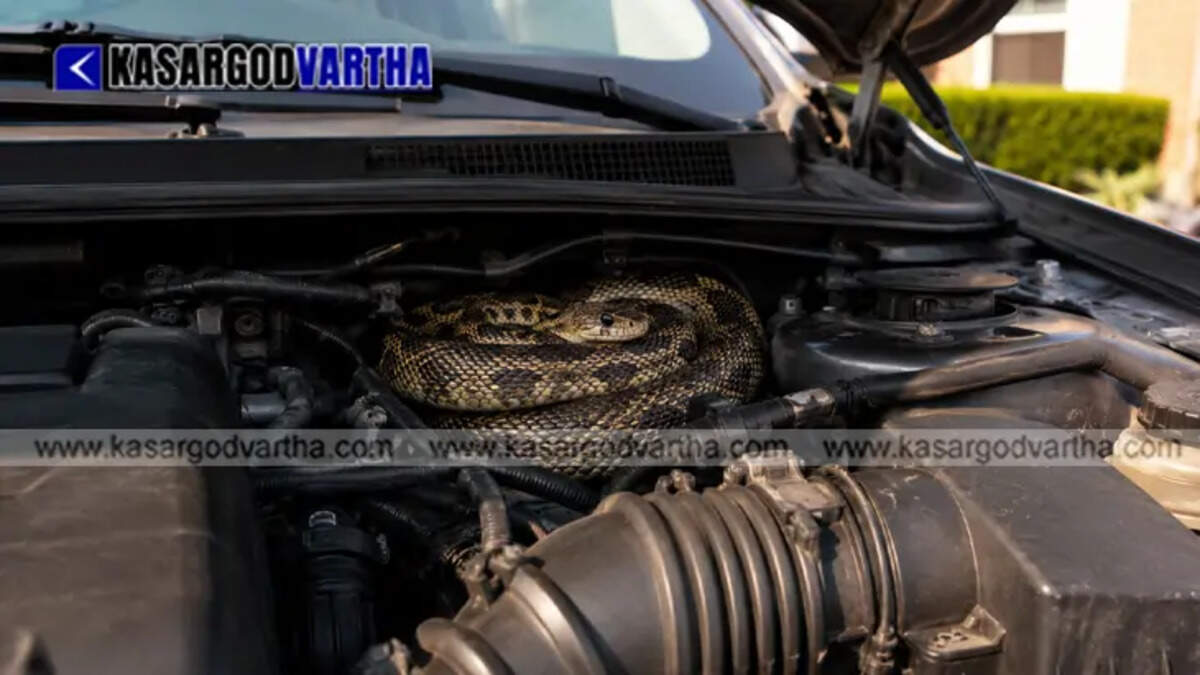 A snake hiding inside a car engine room&nbsp;