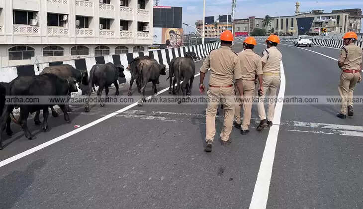 kasaragod national highway buffalo herd removed accident