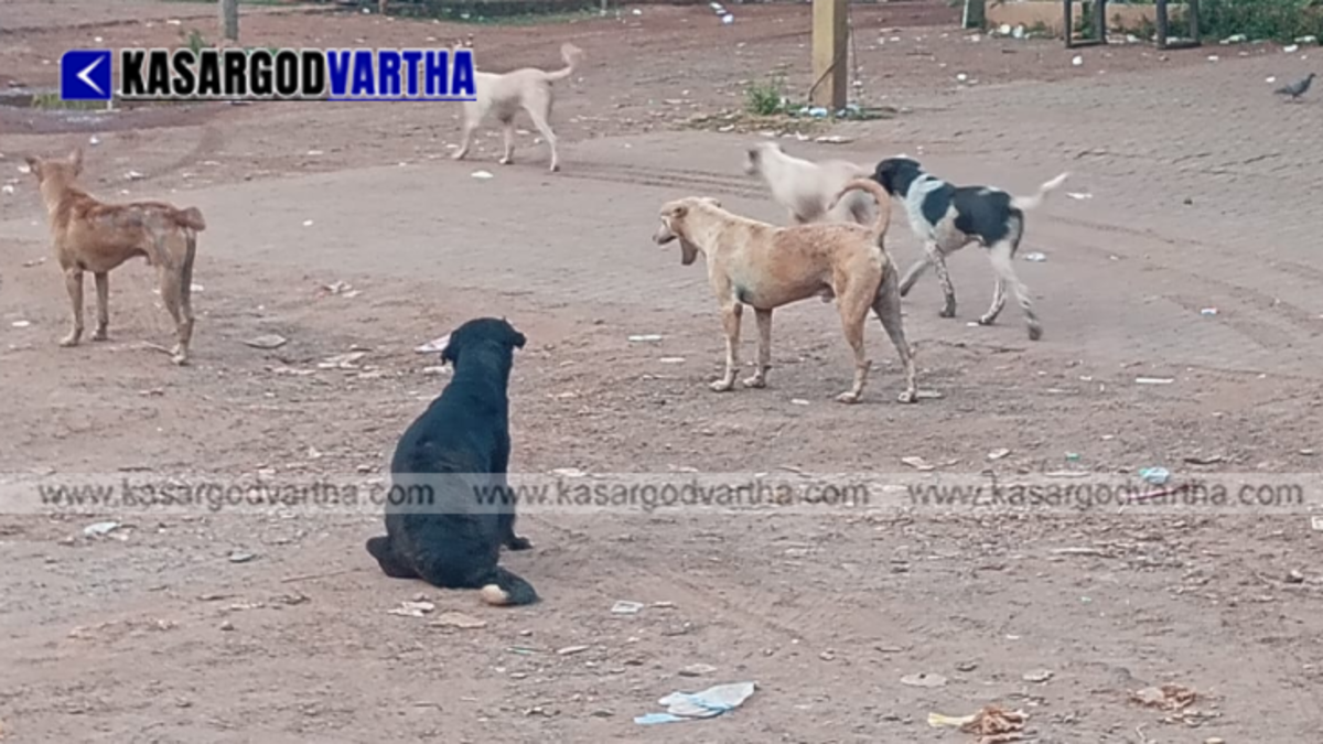 A pack of stray dogs standing aggressively on a local street in Kerala, posing a safety threat to pedestrians.