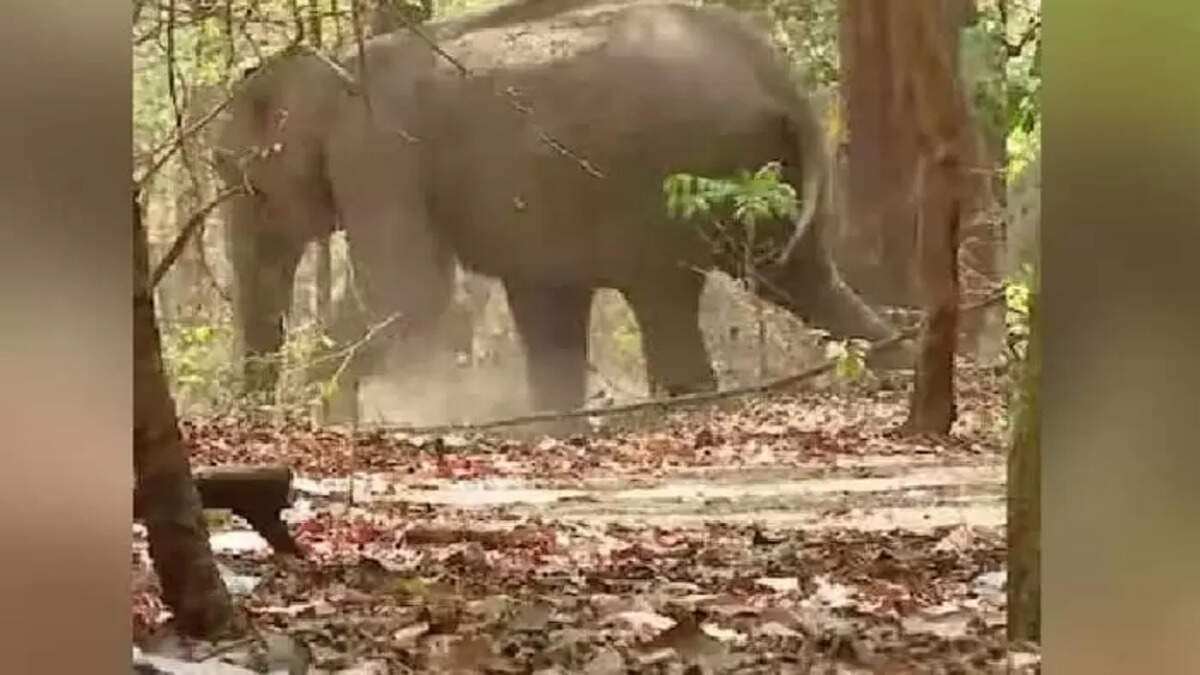 Palakkad: Wild elephant injured while crossing railway track Malampuzha,&nbsp;Palakkad News, Wild Elephant, Injured