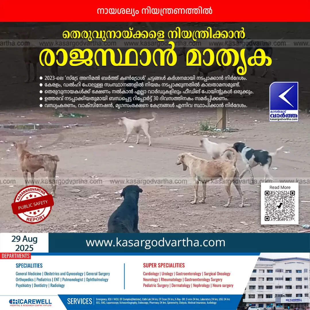 A street dog in Rajasthan, representing the issue of dog menace.