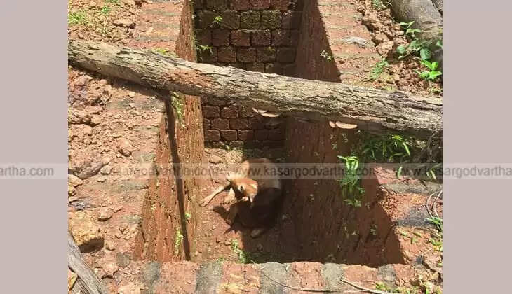 Fire Force Rescues Bullock from Septic Tank in Chengala, Kasaragod